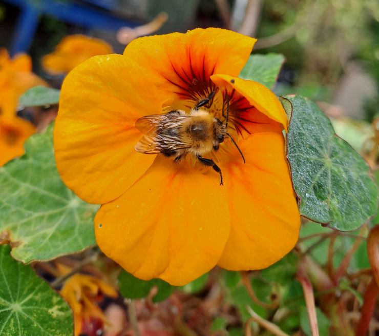 bee.jpg